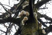 porceleinzwam (Oudemansiella mucida) 10-2025 2147